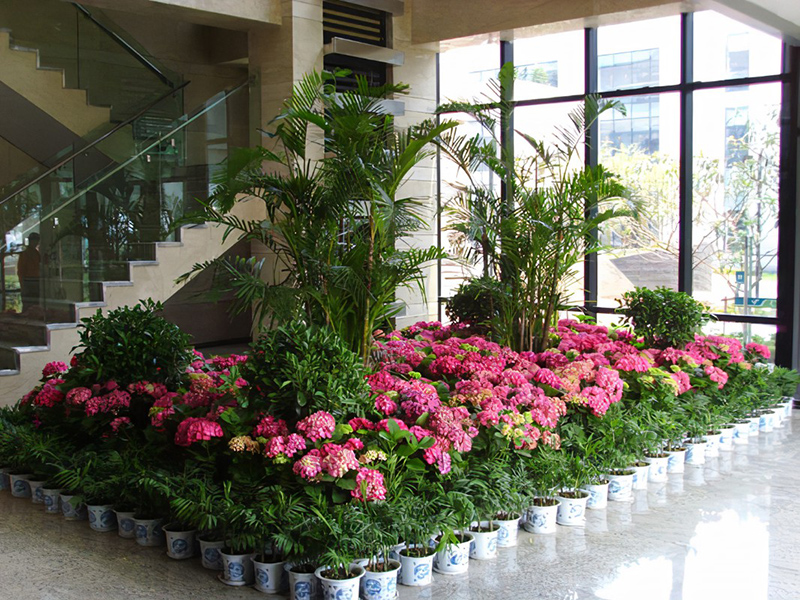 酒店大堂怎么擺放綠植盆栽？綠植租賃時(shí)怎么組景？