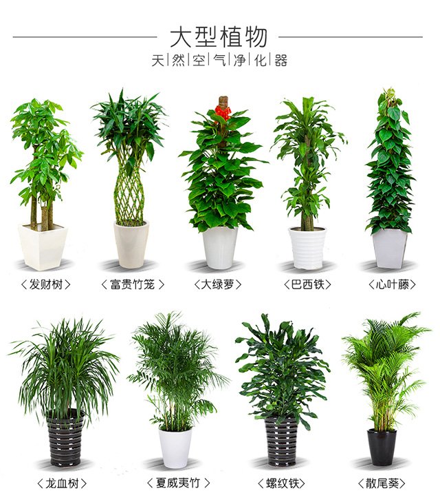 花卉綠植租賃養護怎么收費