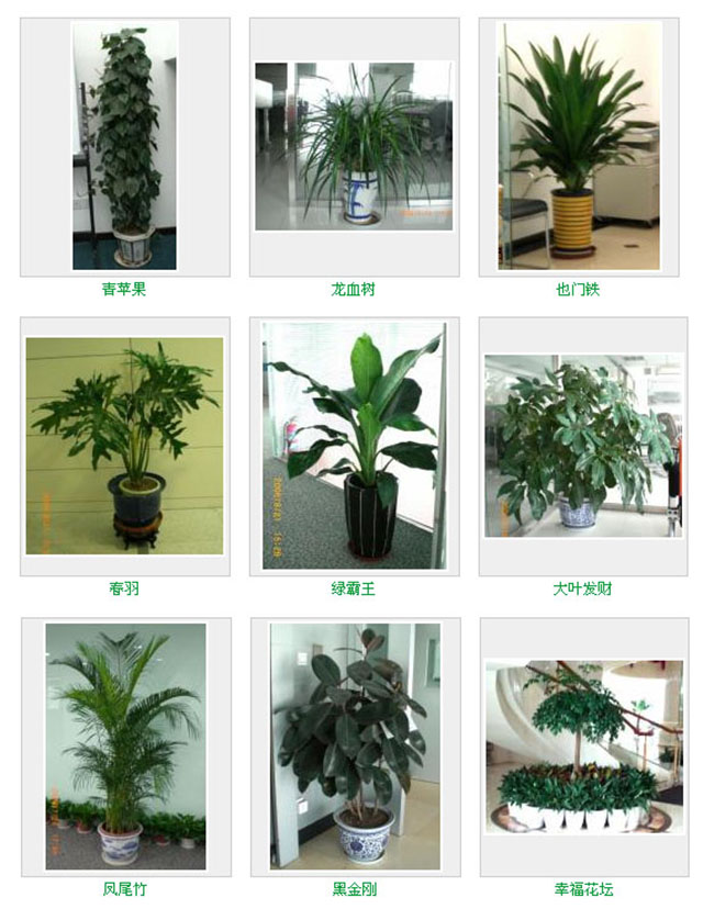 花卉綠植租賃養護怎么收費